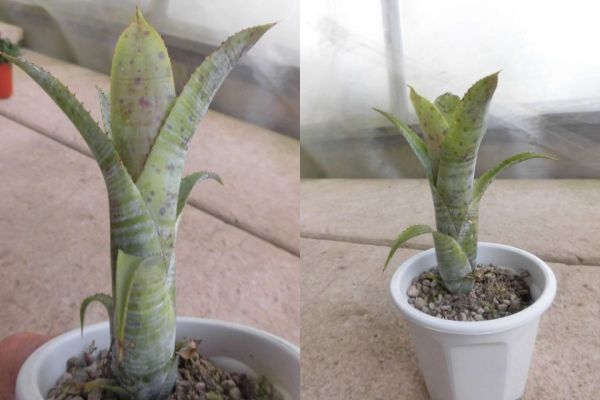 ｋｎ ネオレゲリア パウシフローラ ホワイトフォーム アナナス 売買されたオークション情報 Yahooの商品情報をアーカイブ公開 オークファン Aucfan Com