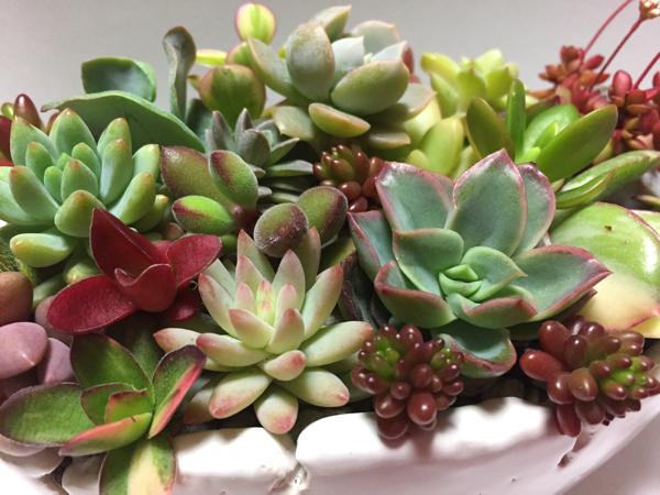 多肉植物 レッドベリー 風林火山 天狗の舞錦 レア多数 カット25種30本以上 寄せ植え その他 売買されたオークション情報 Yahooの商品情報をアーカイブ公開 オークファン Aucfan Com