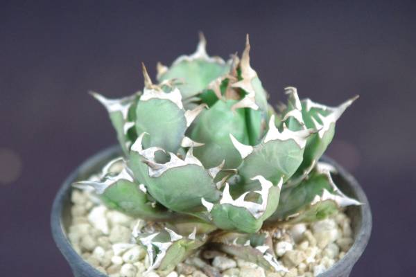 アガベ チタノタ ドワーフ Agave Titanota Dwarf アガベ 売買されたオークション情報 Yahooの商品情報をアーカイブ公開 オークファン Aucfan Com