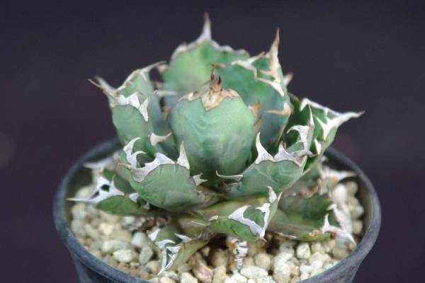 アガベ チタノタ ドワーフ Agave Titanota Dwarf アガベ 売買されたオークション情報 Yahooの商品情報をアーカイブ公開 オークファン Aucfan Com