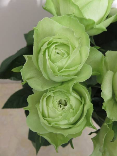 バラ苗 切花品種 ヤギグリーン バラ 売買されたオークション情報 Yahooの商品情報をアーカイブ公開 オークファン Aucfan Com