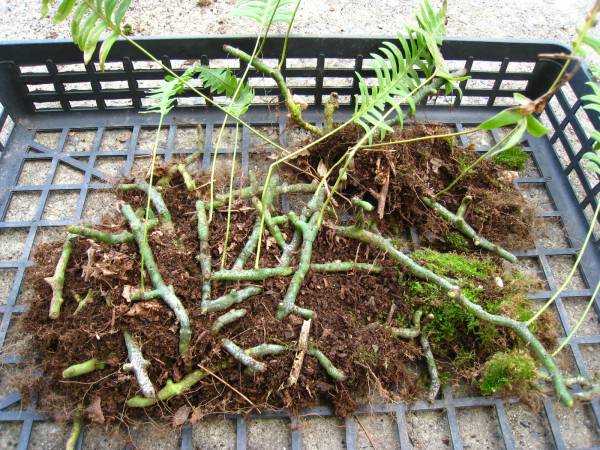 シダ植物 近年稀少 青い根のアオネカズラ 山野草 盆栽 着生ラン シダ フウラン 81 その他 売買されたオークション情報 Yahooの商品情報をアーカイブ公開 オークファン Aucfan Com