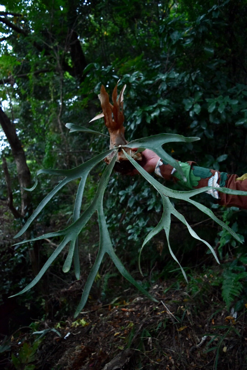 P Willinckii Thin Fronds ウィリンキー ビカクシダ コウモリラン 子株付 ビカクシダ コウモリラン 売買されたオークション情報 Yahooの商品情報をアーカイブ公開 オークファン Aucfan Com