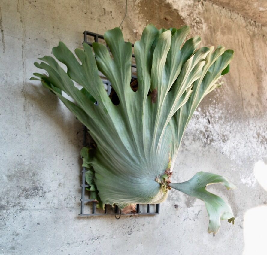 特大 P Wandae ワンダエ ビカクシダ コウモリラン ビカクシダ コウモリラン 売買されたオークション情報 Yahooの商品情報をアーカイブ公開 オークファン Aucfan Com