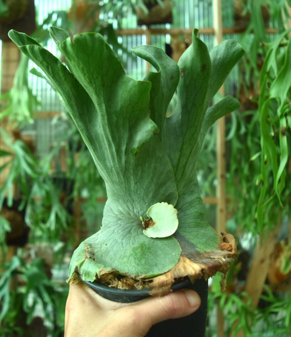 P Wandae ワンダエ ビカクシダ コウモリラン ビカクシダ コウモリラン 売買されたオークション情報 Yahooの商品情報をアーカイブ公開 オークファン Aucfan Com