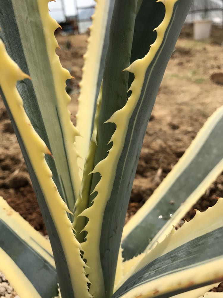 アガベ サルミアナ アンガスティフォリア黄覆輪 優良カキ仔 大型アガベ 耐寒性地植えokagave Salmiana V Angaustifolia Variegata アガベ 売買されたオークション情報 Yahooの商品情報をアーカイブ公開 オークファン Aucfan Com