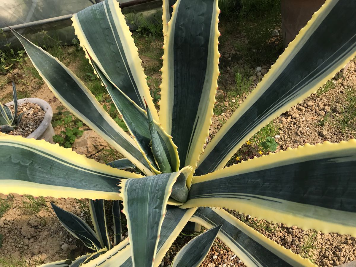 アガベ サルミアナ アンガスティフォリア黄覆輪 優良カキ仔 大型アガベ 耐寒性地植えokagave Salmiana V Angaustifolia Variegata アガベ 売買されたオークション情報 Yahooの商品情報をアーカイブ公開 オークファン Aucfan Com