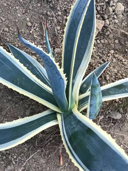 アガベ サルミアナ アンガスティフォリア黄覆輪 優良カキ仔 大型アガベ 耐寒性地植えokagave Salmiana V Angaustifolia Variegata アガベ 売買されたオークション情報 Yahooの商品情報をアーカイブ公開 オークファン Aucfan Com