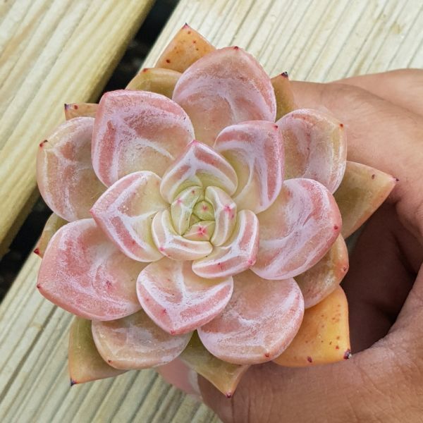 エケベリア ピンクシャンペーン 速達可能 農園プラティナ 同梱発送 韓国苗 多肉植物 サボテン 0629 210 サボテン 売買されたオークション情報 Yahooの商品情報をアーカイブ公開 オークファン Aucfan Com