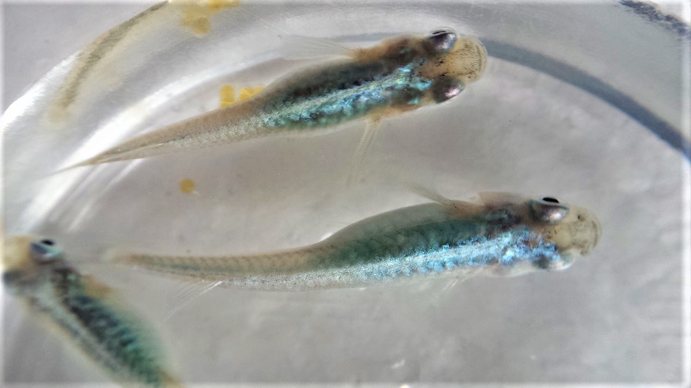 華メダカ 我が家の一押し スーパーダブル光マリンブルーメダカの卵 ２５個 Aは５個 めだか 売買されたオークション情報 Yahooの商品情報をアーカイブ公開 オークファン Aucfan Com