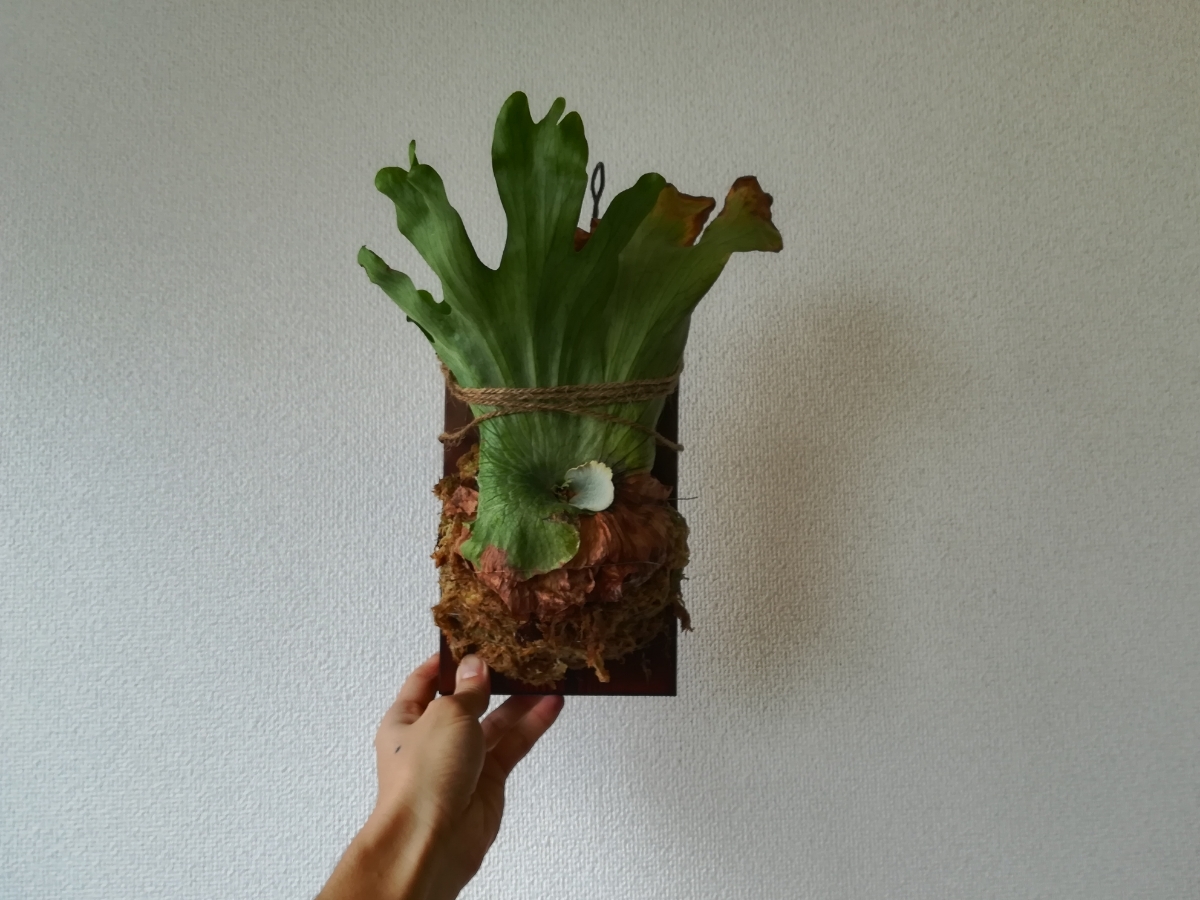 ビカクシダ ワンダエ 焼杉板付 2個セット コウモリラン こうもりらん Platycerium Wandae ビカクシダ コウモリラン 売買されたオークション情報 Yahooの商品情報をアーカイブ公開 オークファン Aucfan Com