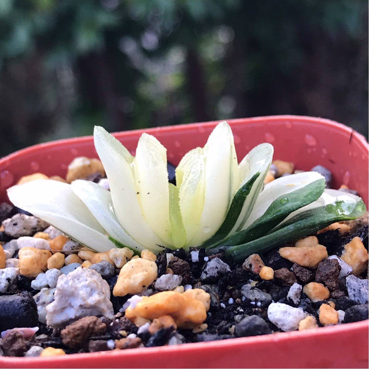 多肉植物 ハオルチア 玉扇錦 グリーン玉扇錦 サボテン 売買されたオークション情報 Yahooの商品情報をアーカイブ公開 オークファン Aucfan Com