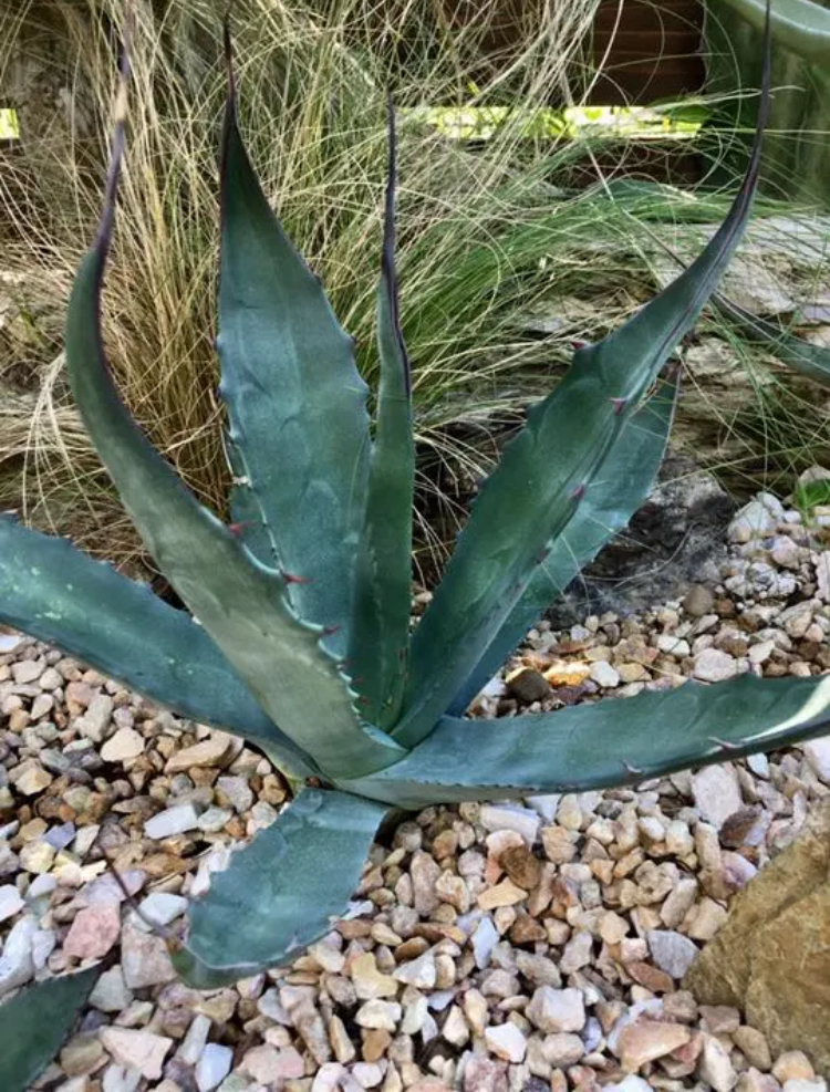 耐寒性アガベ サルミアナ フェロックス クラッシスピナ地植え株 多肉サボテン ドライガーデン ユッカ ヤシ ソテツ アガベ 売買されたオークション情報 Yahooの商品情報をアーカイブ公開 オークファン Aucfan Com