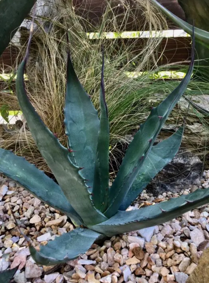 耐寒性アガベ サルミアナ フェロックス クラッシスピナ地植え株 多肉サボテン ドライガーデン ユッカ ヤシ ソテツ アガベ 売買されたオークション情報 Yahooの商品情報をアーカイブ公開 オークファン Aucfan Com