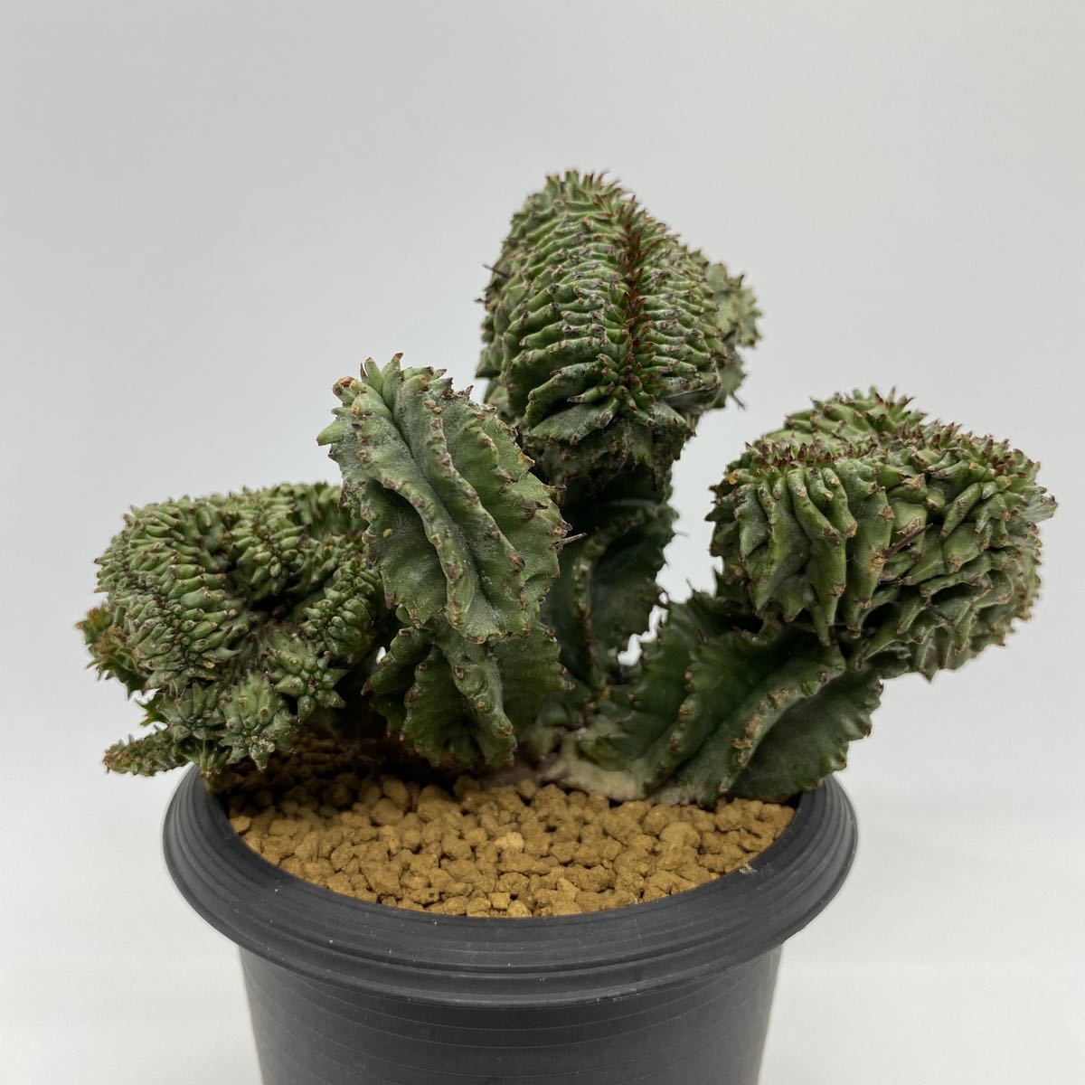 Euphorbia Horrida Cristata ユーフォルビア ホリダ 綴化 モンスト サボテン 売買されたオークション情報 Yahooの商品情報をアーカイブ公開 オークファン Aucfan Com