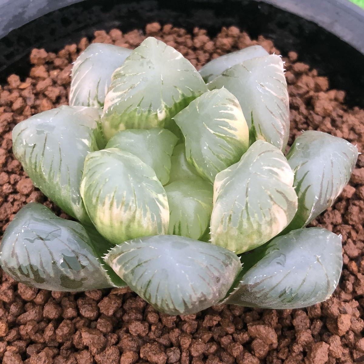 多肉植物 ハオルチア ブラックオブツーサ錦 大型丸葉オブツーサ 実生未繁殖株 サボテン 売買されたオークション情報 Yahooの商品情報をアーカイブ公開 オークファン Aucfan Com