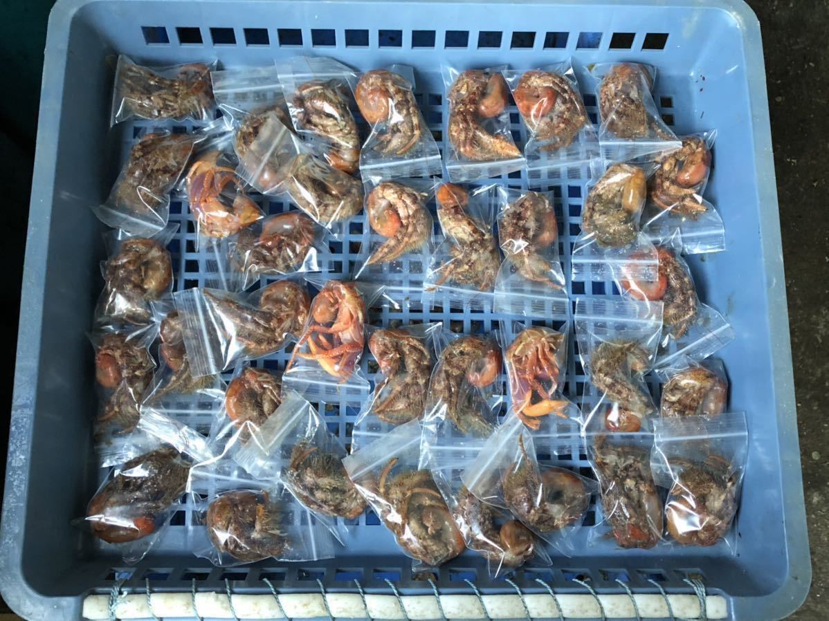 まとめ 50匹 石鯛 イシガキダイ 石垣鯛 イシダイ 冷凍 ヤドカリ 1匹ずつ包装してお届けします 石鯛用餌 冷凍餌 売買されたオークション情報 Yahooの商品情報をアーカイブ公開 オークファン Aucfan Com