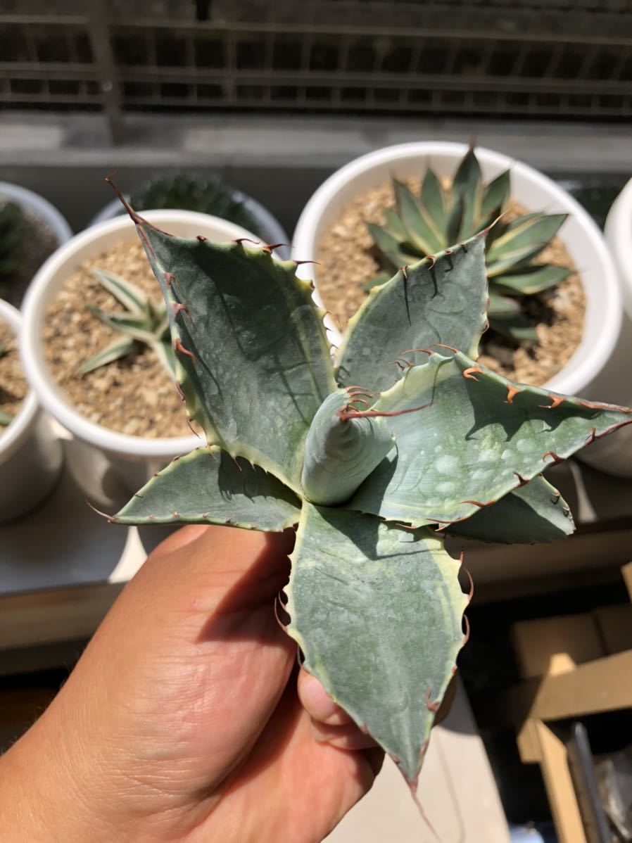 多肉植物 アガベ レア品種 アガベ オバティサナ シースター錦 アガベ 売買されたオークション情報 Yahooの商品情報をアーカイブ公開 オークファン Aucfan Com