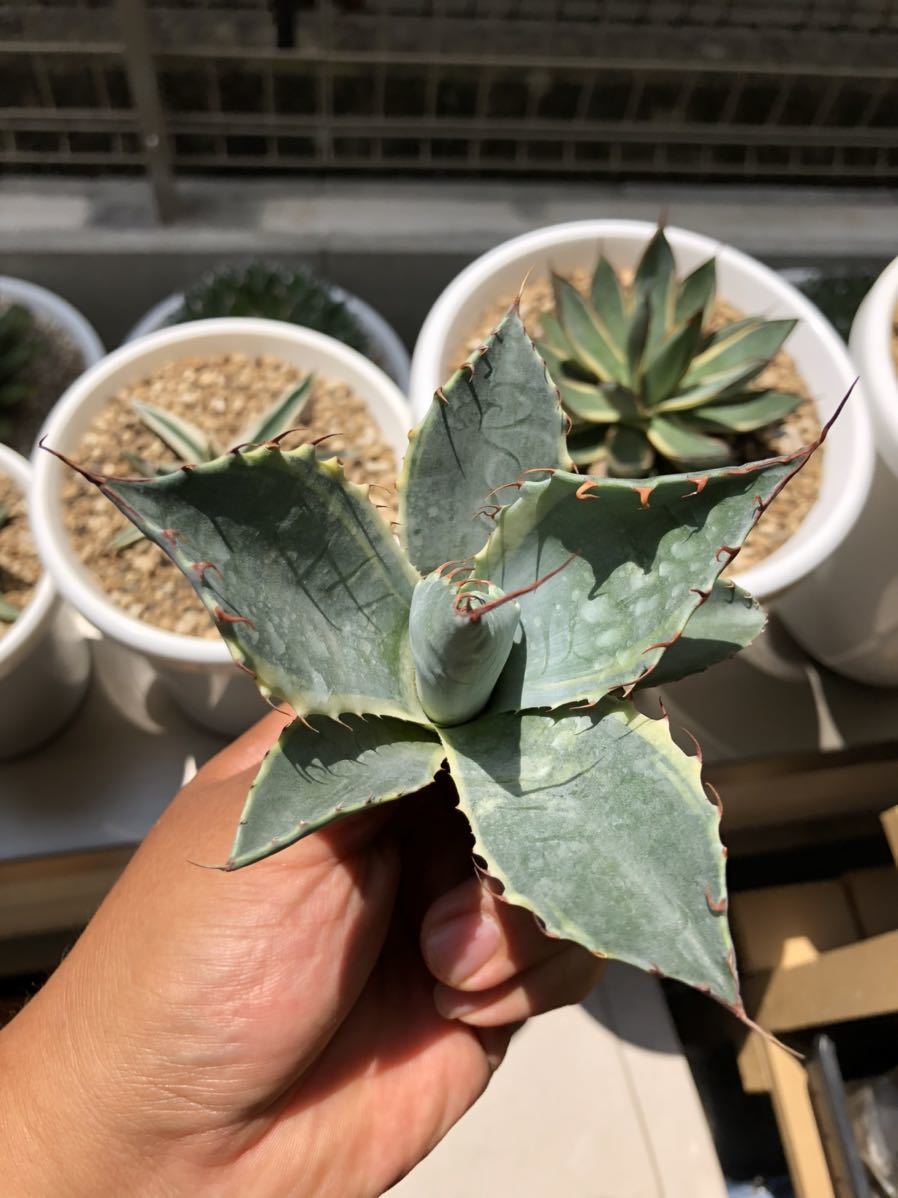 多肉植物 アガベ レア品種 アガベ オバティサナ シースター錦 アガベ 売買されたオークション情報 Yahooの商品情報をアーカイブ公開 オークファン Aucfan Com