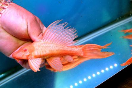 マーブルセルフィンプレコの値段と価格推移は 6件の売買情報を集計したマーブルセルフィンプレコの価格や価値の推移データを公開