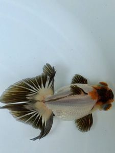 蝶尾 パンダの平均価格は3 240円 ヤフオク 等の蝶尾 パンダのオークション売買情報は29件が掲載されています