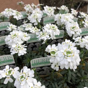 イベリスの平均価格は1 297円 ヤフオク 等のイベリスのオークション売買情報は18件が掲載されています