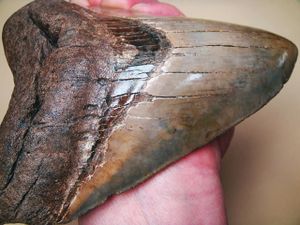 化石 メガロドンの平均価格は45 153円 ヤフオク 等の化石 メガロドンのオークション売買情報は13件が掲載されています