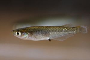 黒メダカの平均価格は1 694円 ヤフオク 等の黒メダカのオークション売買情報は50件が掲載されています