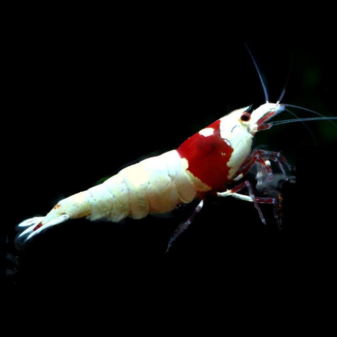 1匹 レッドビーシュリンプの値段と価格推移は 67件の売買情報を集計した 1匹 レッドビーシュリンプの価格や価値の推移データを公開