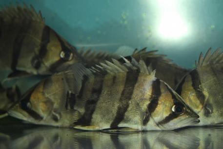 フォーバータイガーの平均価格は9 699円 ヤフオク 等のフォーバータイガーのオークション売買情報は9件が掲載されています