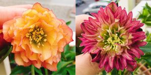 クリスマスローズ今季発芽苗の値段と価格推移は 55件の売買情報を集計したクリスマスローズ今季発芽苗の価格や価値の推移データを公開