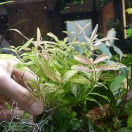 ハイグロフィラポリスペルマの平均価格は668円 ヤフオク 等のハイグロフィラポリスペルマのオークション売買情報は18件が掲載されています