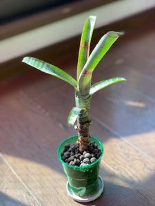 スノーマンの平均価格は3 537円 ヤフオク 等のスノーマンのオークション売買情報は232件が掲載されています