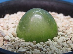 ブルゲリの平均価格は3 647円 ヤフオク 等のブルゲリのオークション売買情報は41件が掲載されています