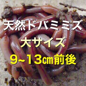 ドバミミズの平均価格は3 179円 ヤフオク 等のドバミミズのオークション売買情報は46件が掲載されています