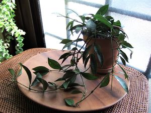 Hoya 花の平均価格は1 514円 ヤフオク 等のhoya 花のオークション売買情報は122件が掲載されています