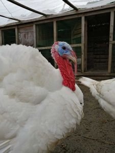 印刷 七面鳥 卵 七面鳥 有 精 卵 販売