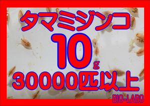 金魚の平均価格は3 040円 ヤフオク 等の金魚のオークション売買情報は3 8件が掲載されています