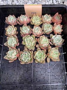 ピンクシャンペーン 多肉の平均価格は6 658円 ヤフオク 等のピンクシャンペーン 多肉のオークション売買情報は45件が掲載されています