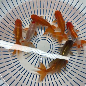 金魚の平均価格は3 040円 ヤフオク 等の金魚のオークション売買情報は3 8件が掲載されています