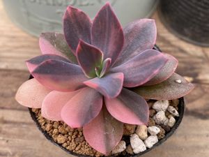 多肉植物 錦の平均価格は10 791円 ヤフオク 等の多肉植物 錦のオークション売買情報は1 962件が掲載されています