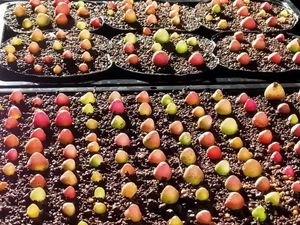 コノフィツム ブルゲリの平均価格は3 051円 ヤフオク 等のコノフィツム ブルゲリのオークション売買情報は44件が掲載されています