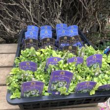 アジュガの値段と価格推移は 70件の売買情報を集計したアジュガの価格や価値の推移データを公開