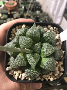 ハオルチア 種子の平均価格は1 144円 ヤフオク 等のハオルチア 種子のオークション売買情報は53件が掲載されています