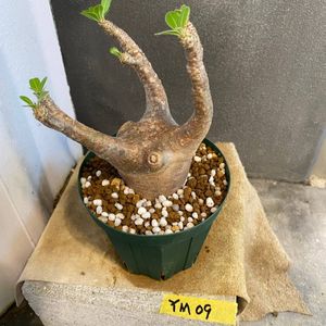 マカイエンセの平均価格は17 099円 ヤフオク 等のマカイエンセのオークション売買情報は100件が掲載されています