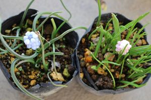 ムスカリ ピンクサンライズの値段と価格推移は 3件の売買情報を集計したムスカリ ピンクサンライズの価格や価値の推移データを公開