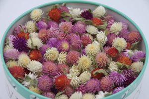 ドライフラワー 千日紅の平均価格は570円 ヤフオク 等のドライフラワー 千日紅のオークション売買情報は42件が掲載されています