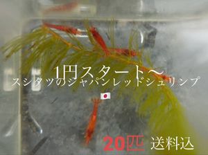 匹 金魚の平均価格は2 779円 ヤフオク 等の匹 金魚のオークション売買情報は919件が掲載されています