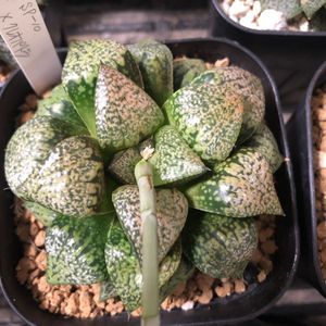 ハオルチア 種子の平均価格は1 144円 ヤフオク 等のハオルチア 種子のオークション売買情報は53件が掲載されています