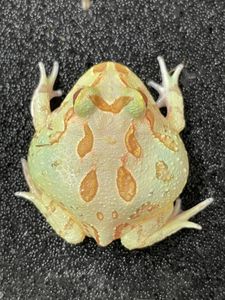 エル アルビノの平均価格は2 771円 ヤフオク 等のエル アルビノのオークション売買情報は54件が掲載されています